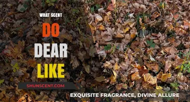 What Scents Attract Deer? Discover Their Favorite Aromas in Nature