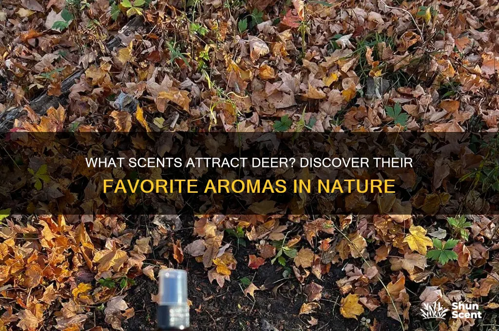 what scent do dear like