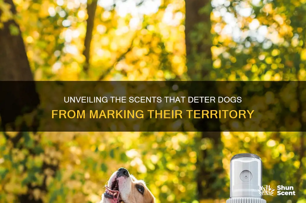what scent do dogs hate to pee on