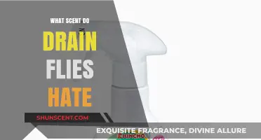Effective Scents to Repel Drain Flies and Keep Your Home Pest-Free