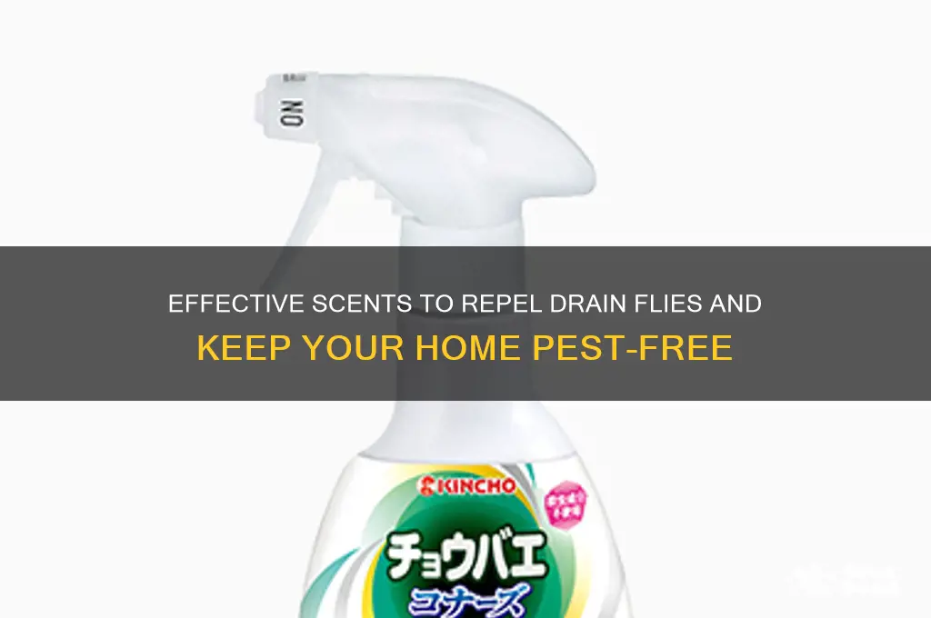 what scent do drain flies hate