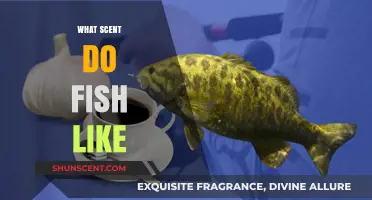 Unveiling the Aromatic Secrets: What Scents Attract Fish Effectively?