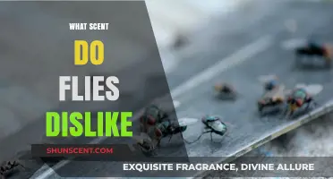 Repel Flies Naturally: Discover Scents They Hate and Stay Pest-Free
