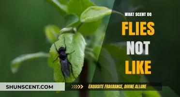 Natural Fly Repellents: Scents That Keep Flies Away Effectively
