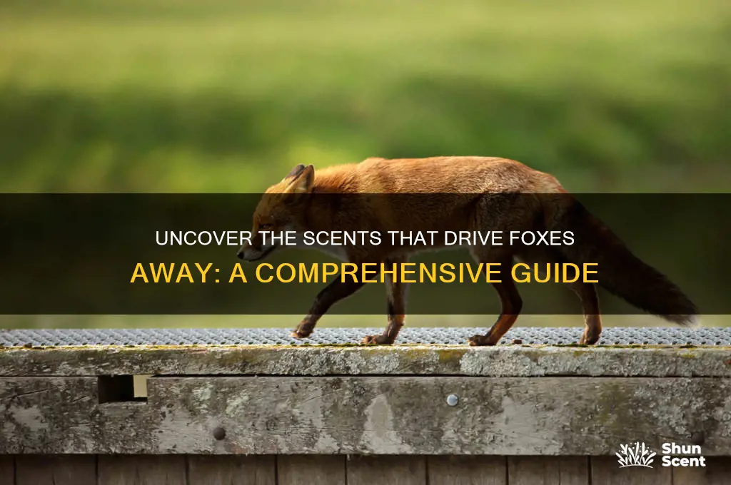 what scent do foxes hate