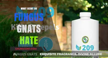 Banish Fungus Gnats: Discover the Scents They Despise Instantly