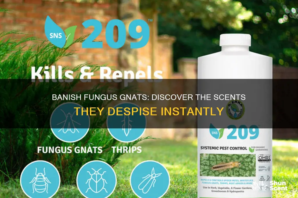 what scent do fungus gnats hate