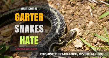 Repel Garter Snakes Naturally: Discover the Scents They Despise Most