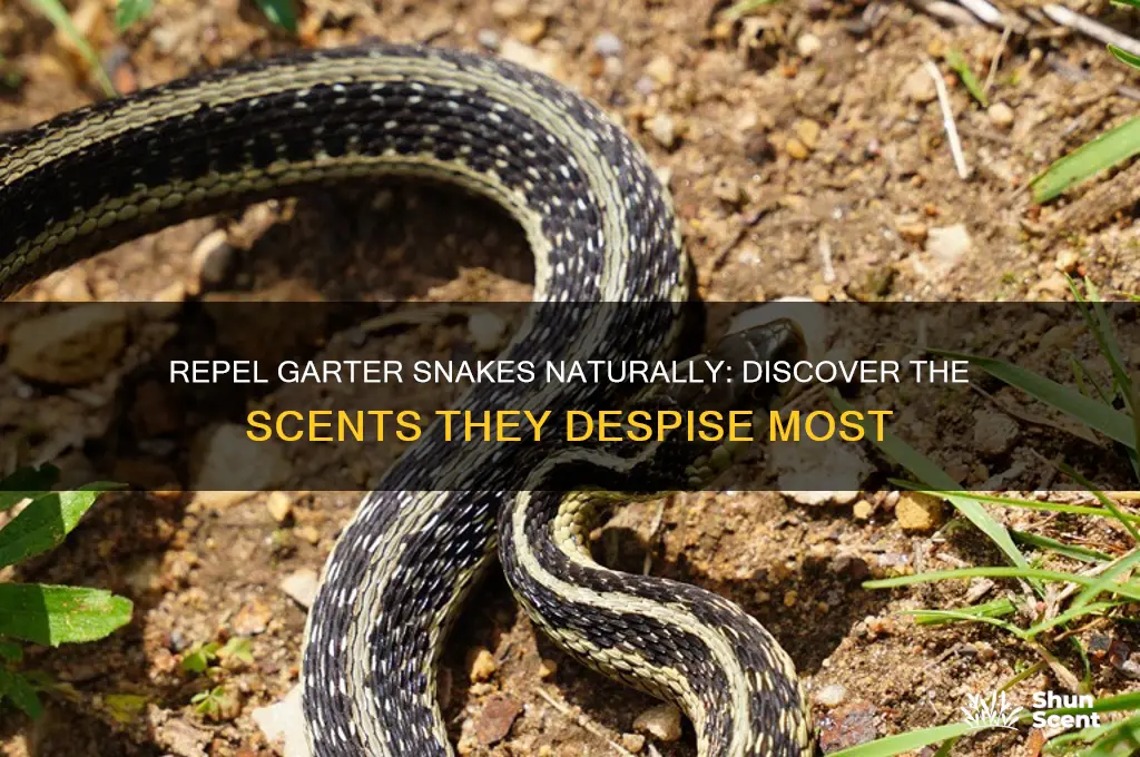 what scent do garter snakes hate