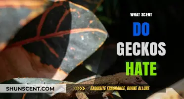 Repel Geckos Naturally: Discover the Scents They Absolutely Hate
