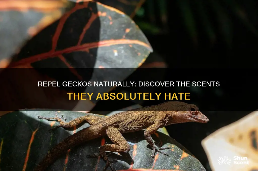 what scent do geckos hate