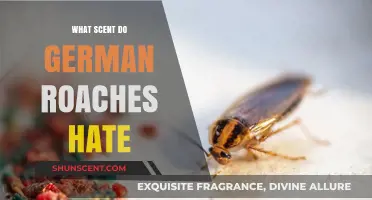 Effective Scents to Repel German Roaches: Natural Solutions for Pest Control
