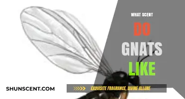 Attracting Gnats: Unveiling Their Favorite Scents and Why They Love Them