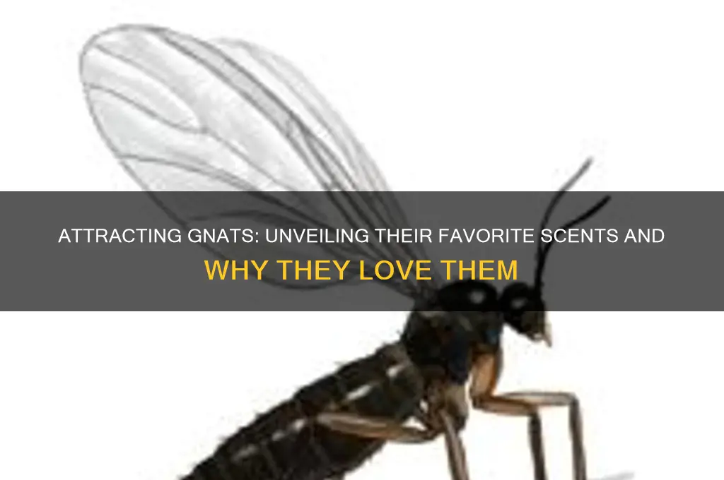 what scent do gnats like