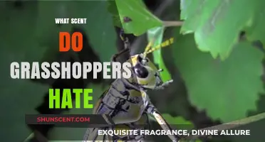 Repel Grasshoppers Naturally: Discover Scents They Hate and Avoid