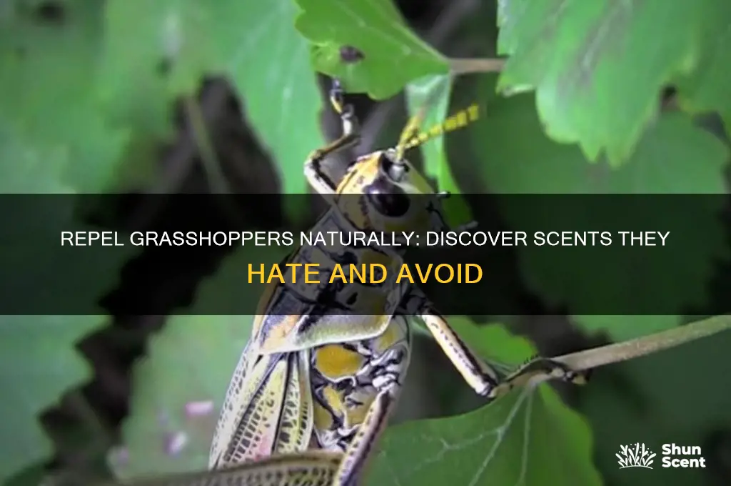 what scent do grasshoppers hate