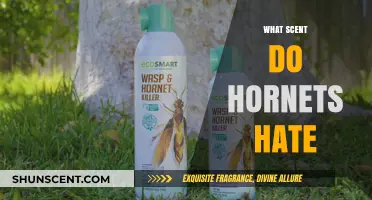 Natural Hornet Repellents: Scents That Keep Hornets at Bay