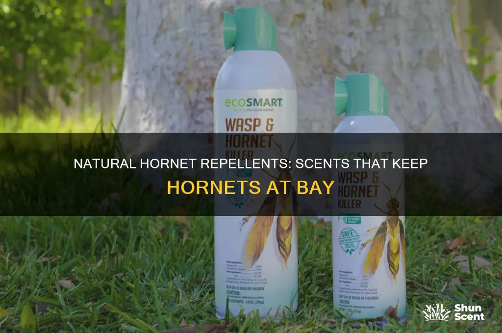 what scent do hornets hate