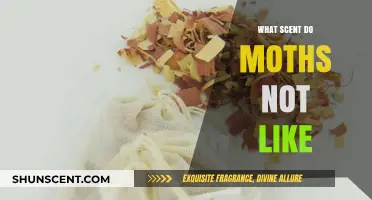 Moth-Repelling Scents: Natural Aromas to Keep Moths at Bay