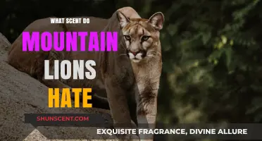Repel Mountain Lions: Discover Scents They Hate to Stay Safe