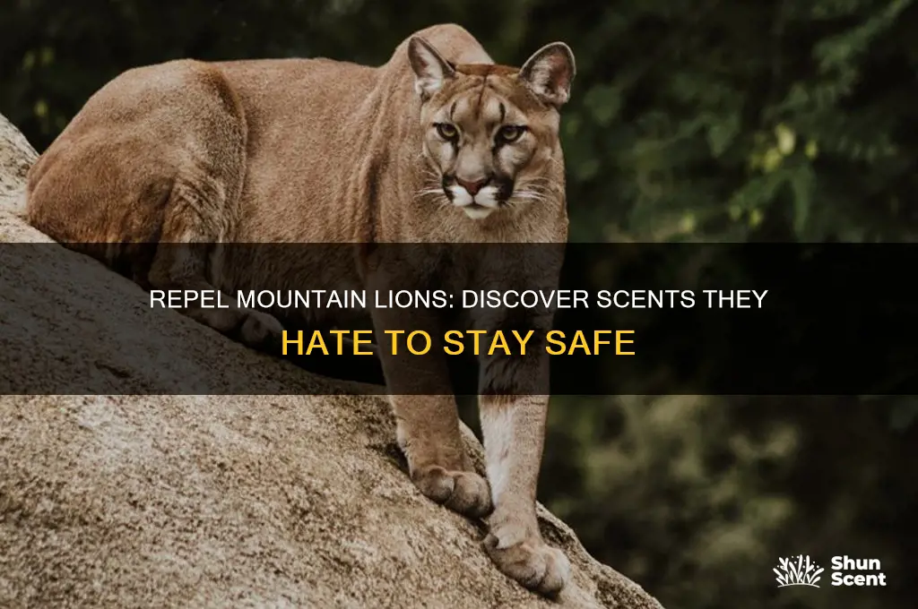 what scent do mountain lions hate
