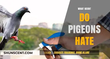 Effective Pigeon Repellents: Scents That Keep Pigeons Away for Good