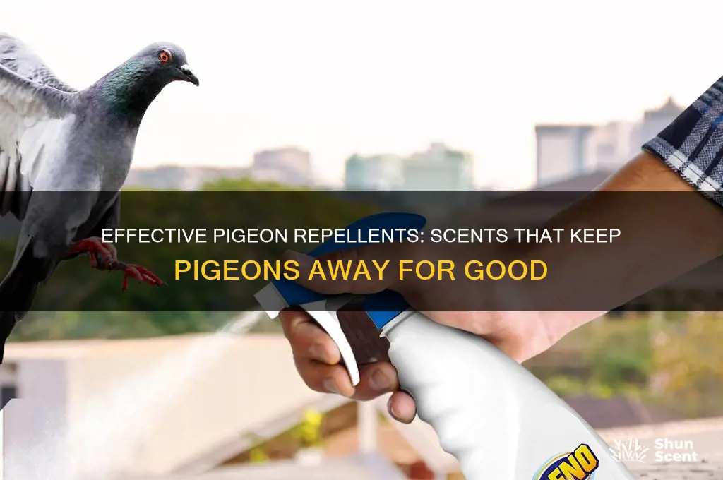 what scent do pigeons hate