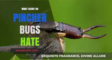 Effective Scents to Repel Pincher Bugs: Natural Deterrents Revealed