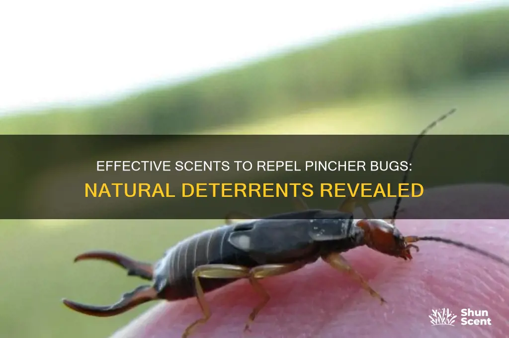 what scent do pincher bugs hate