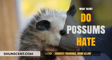 Effective Scents to Repel Possums: Natural Deterrents That Actually Work