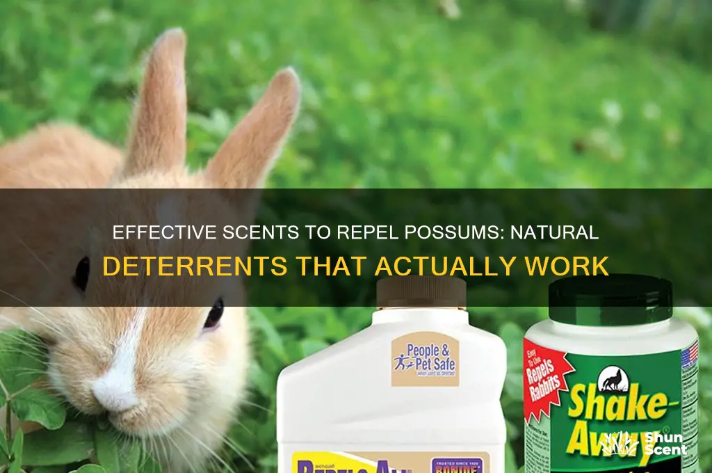 what scent do possums hate
