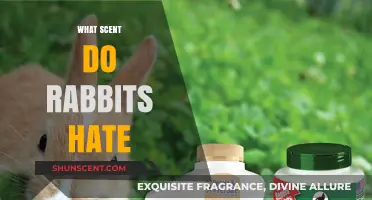 Scents That Repel Rabbits: Effective Aromas to Keep Them Away