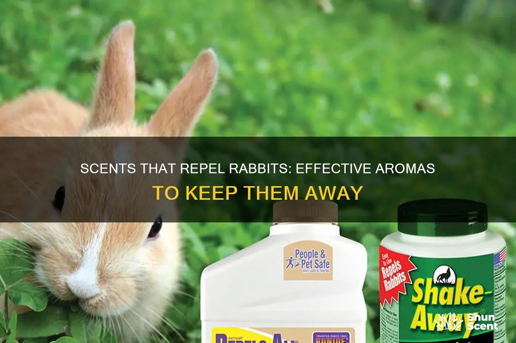 what scent do rabbits hate