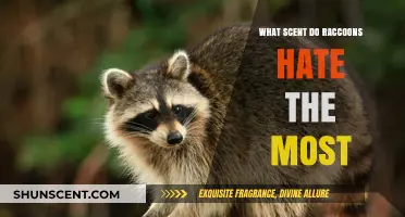 Repel Raccoons Fast: Discover the Scent They Absolutely Hate Most