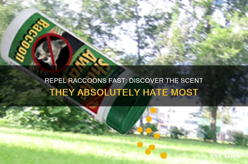 what scent do raccoons hate the most