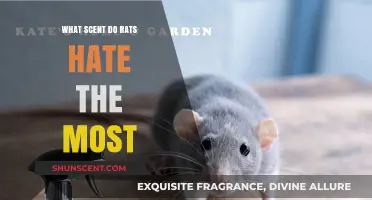 Discover the Most Effective Scents to Repel Rats Instantly