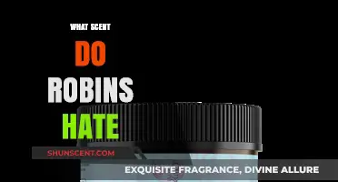 Repel Robins Naturally: Discover the Scents They Despise Most