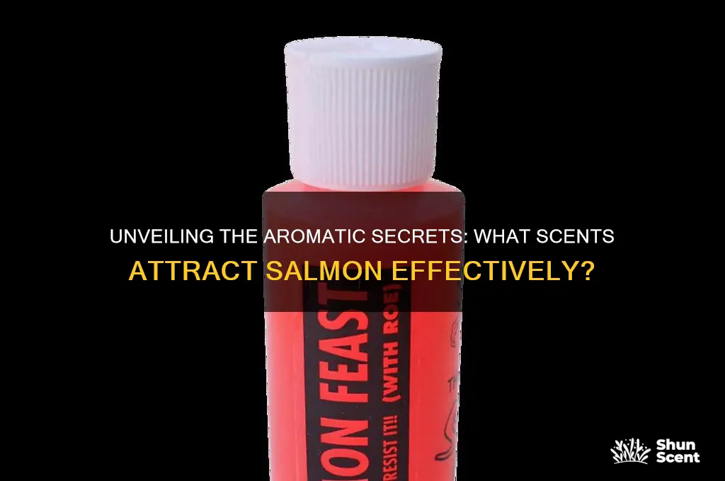 what scent do salmon like