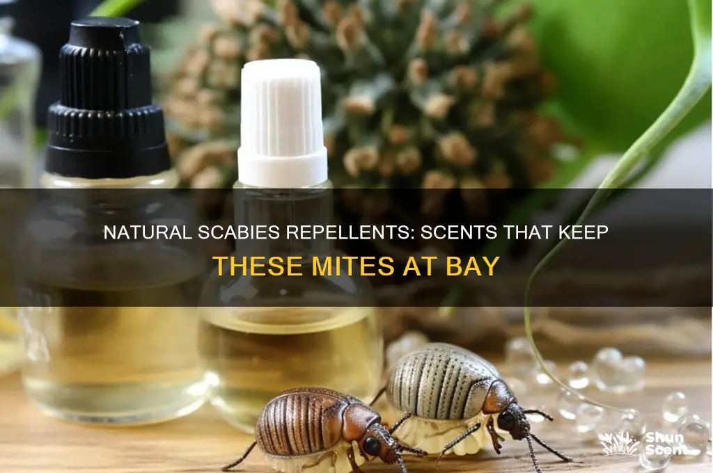 what scent do scabies hate