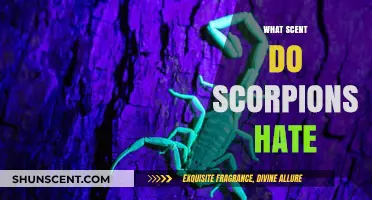 Scorpion Repellents: Unveiling the Scents That Keep Them at Bay