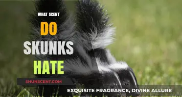 Effective Skunk Deterrents: Scents That Keep Skunks Away Naturally