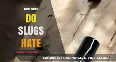 Effective Slug Repellents: Discover Scents That Keep Slugs Away Fast