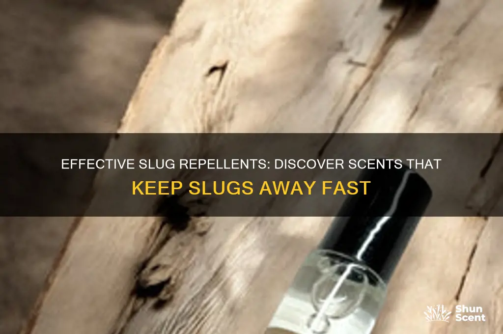 what scent do slugs hate