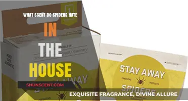 Effective Aromas: Scents That Keep Spiders Out of Your Home