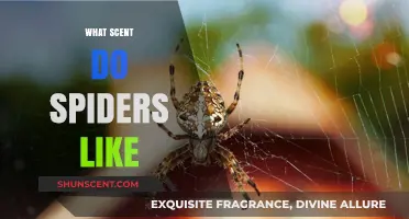 Unveiling Spider Preferences: Exploring Scents That Attract Arachnids