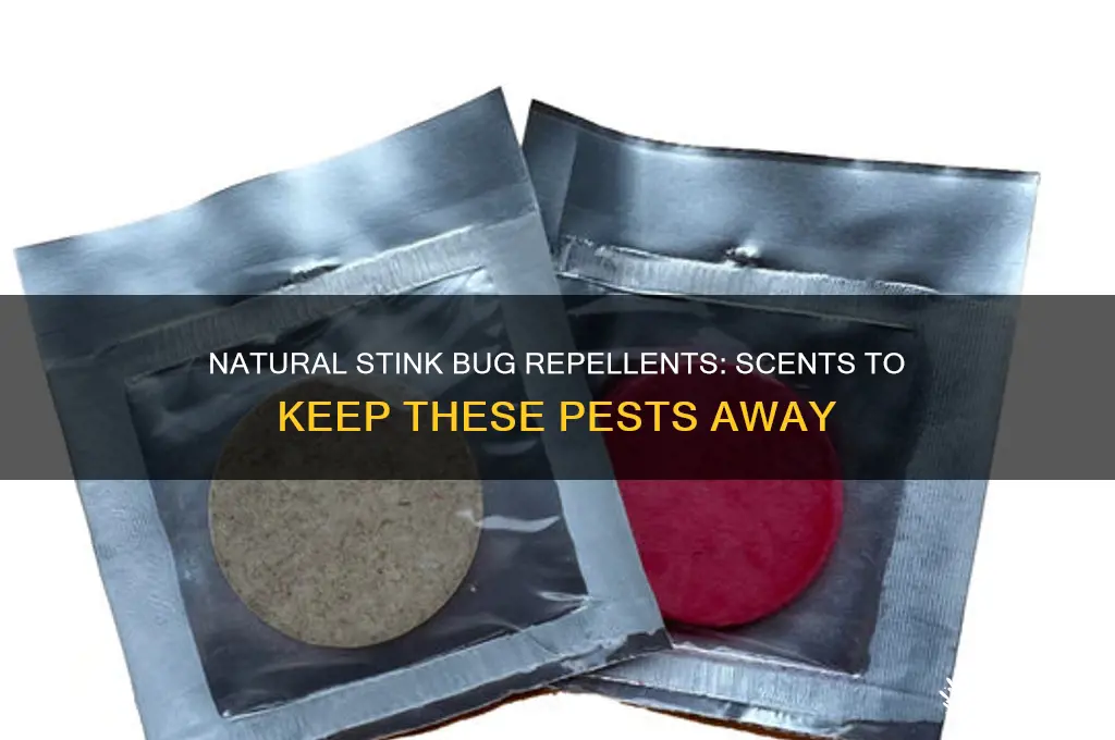 what scent do stink bugs not like