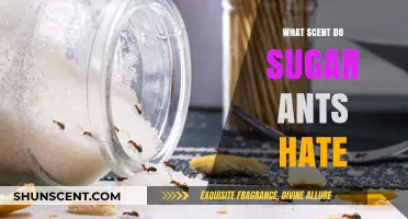 Repel Sugar Ants Naturally: Scents They Hate to Keep Them Away