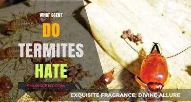 Effective Scents to Repel Termites: Natural Solutions for Pest Control