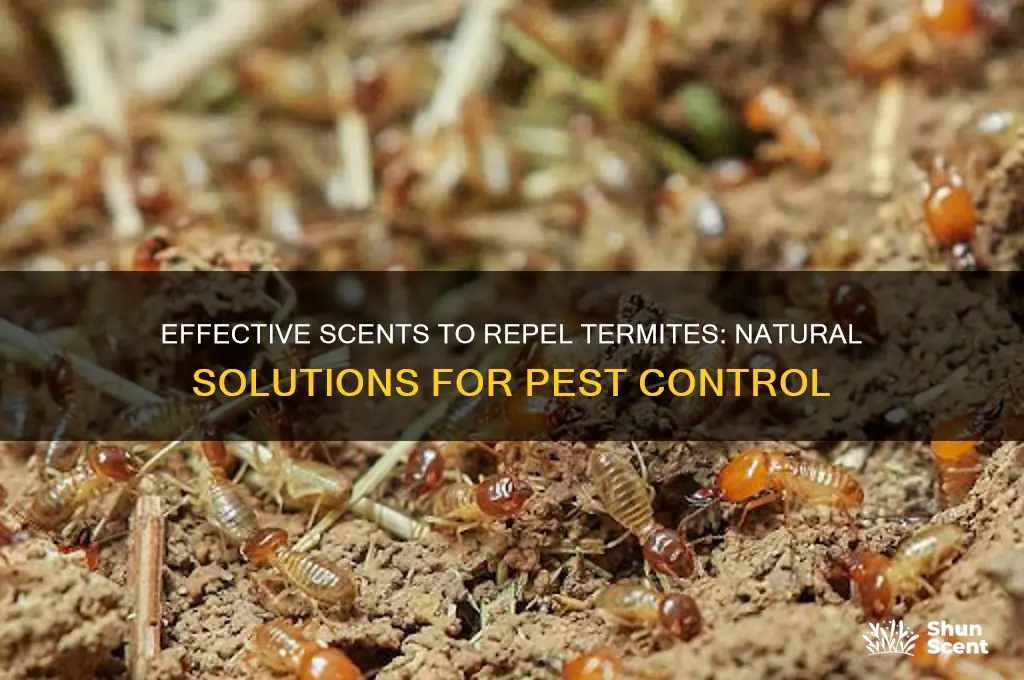 what scent do termites hate