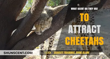 Unveiling the Secret Scent: How Perfumes Lure Cheetahs in the Wild